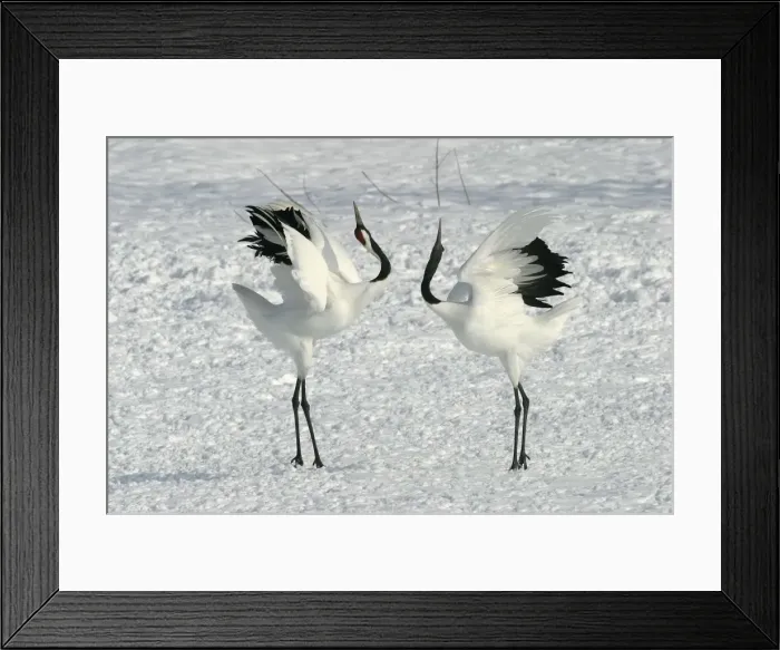 Framed Print : Red-crowned Crane - pair displaying Hokkaido, Japan Framed Print : Red-crowned Crane - pair displaying Hokkaido, Japan
