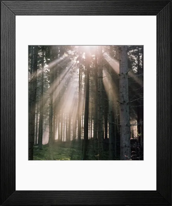Framed Print : Woodland - autumn forest Framed Print : Woodland - autumn forest