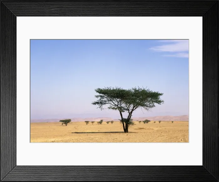Framed Print : Egypt - typical midday scene with Acacia trees in Arabian desert approx. 50 km from Hurghada town (Red Sea shore); January Eg39. 0274 Framed Print : Egypt - typical midday scene with Acacia trees in Arabian desert approx. 50 km from Hurghada town (Red Sea shore); January Eg39. 0274