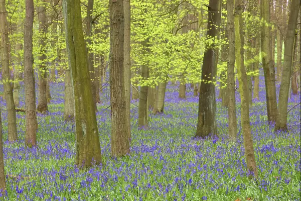 Bluebells - in Beech Woodland, Dockey Wood, Herts, UK PL000201