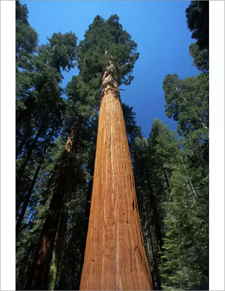 Giant Sequoia Sequoia National Park, California, USA LA000617