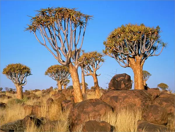 Quiver Tree - Kokerboom forest Namibia, Africa