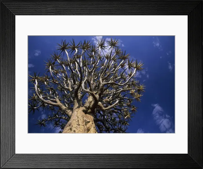 Framed Print : Quiver Tree - Kokerboom Forest, Namibia, Africa LA002506 Framed Print : Quiver Tree - Kokerboom Forest, Namibia, Africa LA002506