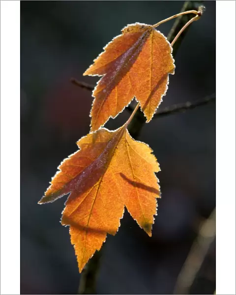 Maple leaves - back-lit and edged with frost. Kent garden - UK. November