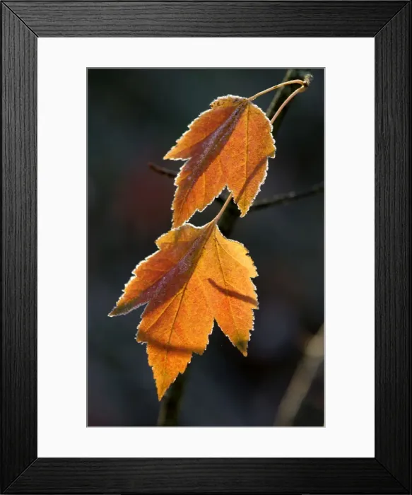 Framed Print : Maple leaves - back-lit and edged with frost. Kent garden - UK. November Framed Print : Maple leaves - back-lit and edged with frost. Kent garden - UK. November