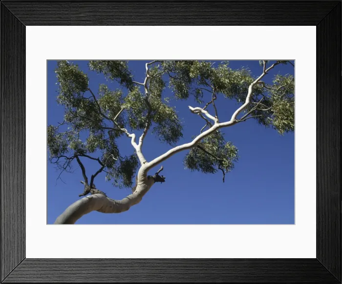 Framed Print : Ghost Gum - Named after the glistening white bark. Found only in central and northern Australia. Photographed at Newhaven Bird Sanctuary, Northern Territory, Australia Framed Print : Ghost Gum - Named after the glistening white bark. Found only in central and northern Australia. Photographed at Newhaven Bird Sanctuary, Northern Territory, Australia
