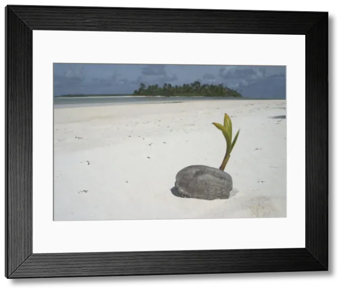 Framed Print : Sprouting coconut - Beach on West Island Cocos (Keeling) Islands, Indian Ocean Framed Print : Sprouting coconut - Beach on West Island Cocos (Keeling) Islands, Indian Ocean