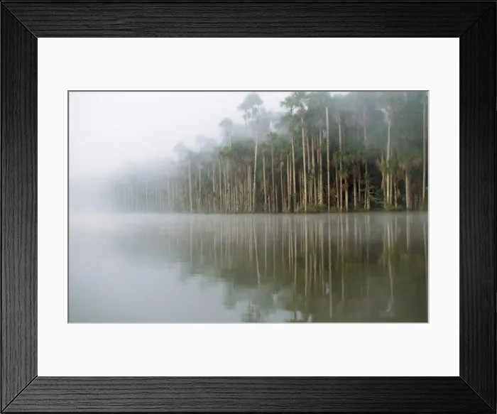 Framed Print : Maniche Palm - swamp dwelling species of the Amazon. Amazon Basin Framed Print : Maniche Palm - swamp dwelling species of the Amazon. Amazon Basin