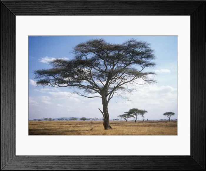Framed Print : Acacia Tree Serengeti, Tanzania Framed Print : Acacia Tree Serengeti, Tanzania