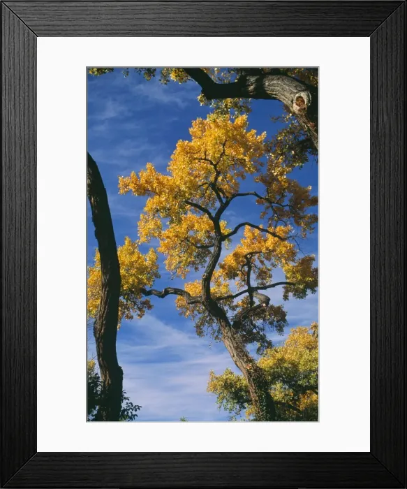 Framed Print : Fremont's Cottonwood Tree - in Autumn colour West USA into Mexico Framed Print : Fremont's Cottonwood Tree - in Autumn colour West USA into Mexico