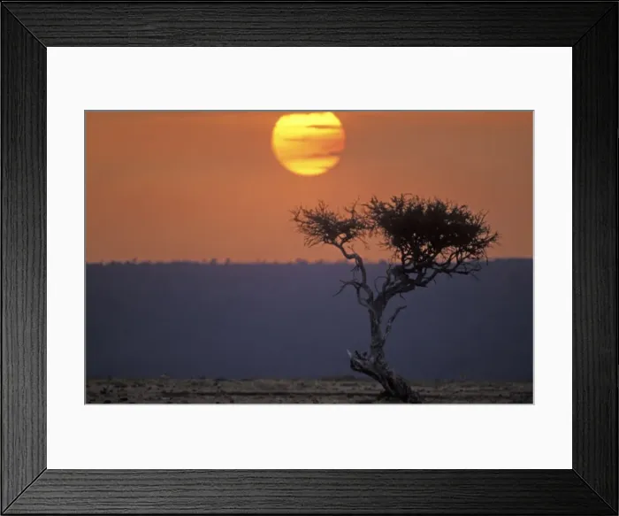 Framed Print : Africa - Tree at sunset Framed Print : Africa - Tree at sunset