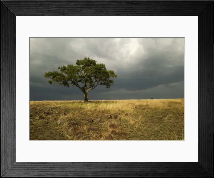 Framed Print : Savannah Maasai Mara, Kenya, Africa Framed Print : Savannah Maasai Mara, Kenya, Africa