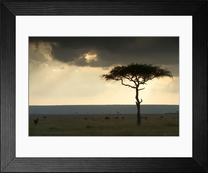 Framed Print : Savannah Maasai Mara, Kenya, Africa Framed Print : Savannah Maasai Mara, Kenya, Africa