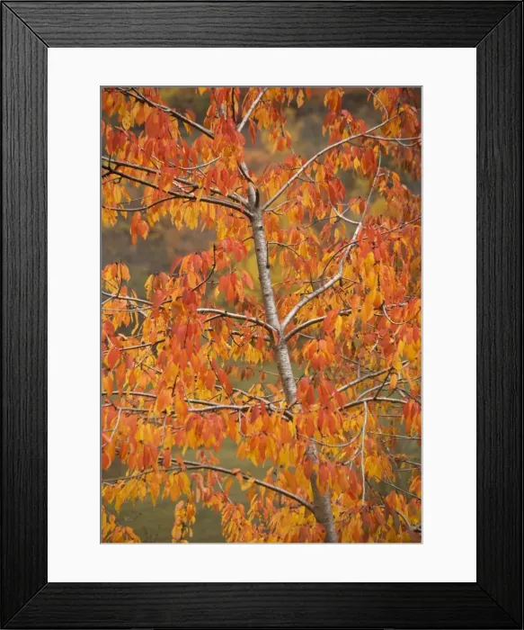 Framed Print : Wild cherry with striking autumn colour Framed Print : Wild cherry with striking autumn colour