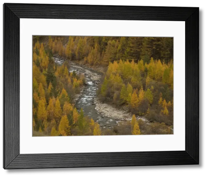 Framed Print : River Ubaye, flowing between autumn larches. French maritime Alps Framed Print : River Ubaye, flowing between autumn larches. French maritime Alps