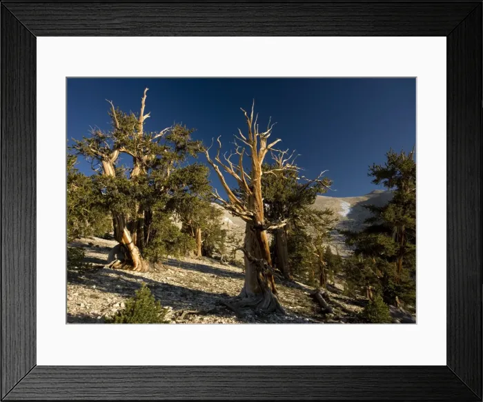 Framed Print : Bristlecone Pine Trees - at c. 11, 000 ft in the White Mountains Framed Print : Bristlecone Pine Trees - at c. 11, 000 ft in the White Mountains