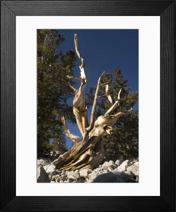 Framed Print : Ancient bristlecone pine trees on Wheeler Peak, Great Basin National Park Framed Print : Ancient bristlecone pine trees on Wheeler Peak, Great Basin National Park
