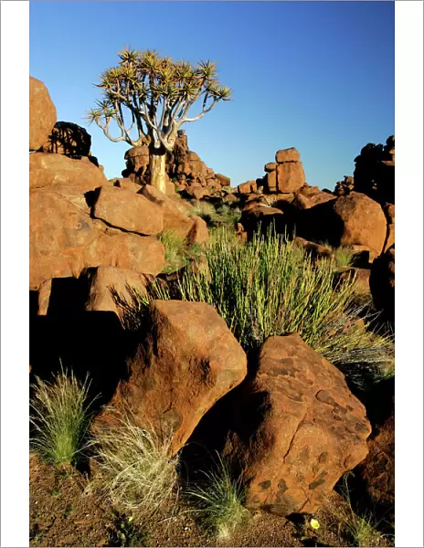 Quiver tree and boulders individual tree growing between weathered rocks in Giant's Playground; Giant's Playground, Keetmanshoop, Namibia, Africa