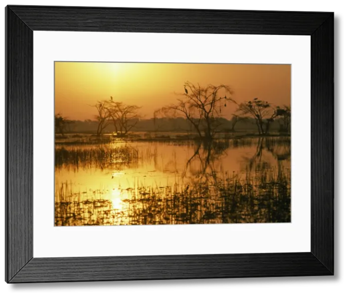 Framed Print : India - Keoladeo National Park, Bharatpur, India - At sunset Framed Print : India - Keoladeo National Park, Bharatpur, India - At sunset