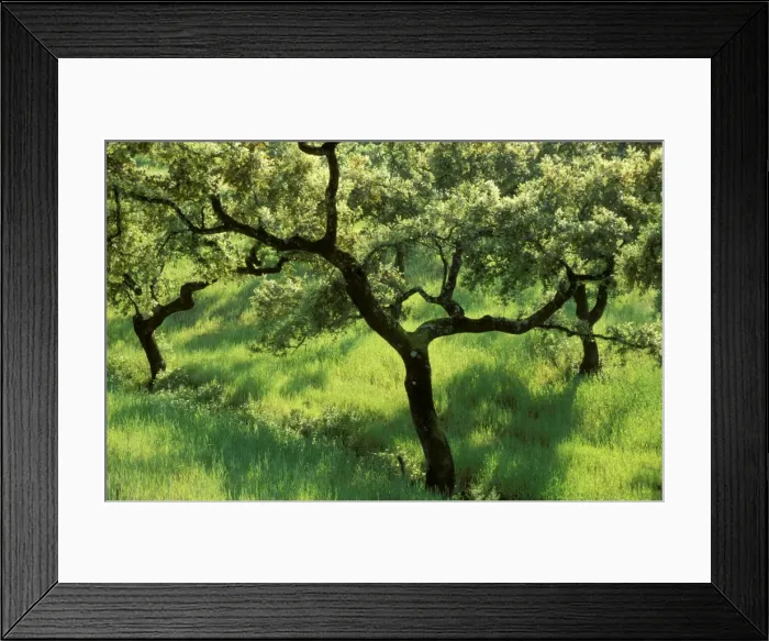 Framed Print : Holm Oak - In the Sierra de Aracena, which is part of the vast Sierra Morena mountain range. Province of Huelva, Andalucia, Spain Framed Print : Holm Oak - In the Sierra de Aracena, which is part of the vast Sierra Morena mountain range. Province of Huelva, Andalucia, Spain