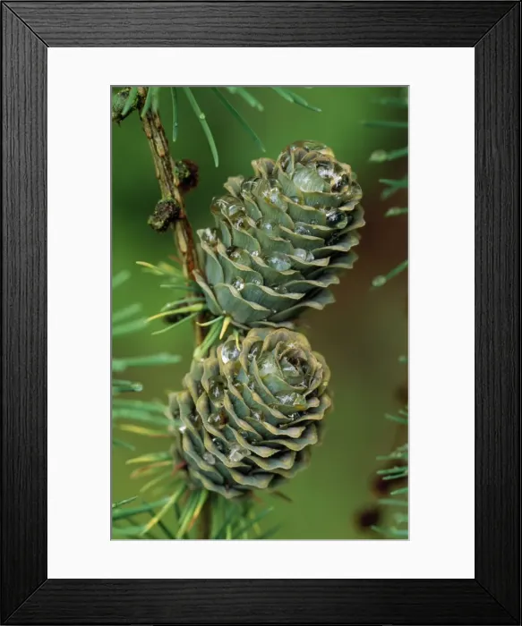 Framed Print : Japanese Larch Cones Framed Print : Japanese Larch Cones
