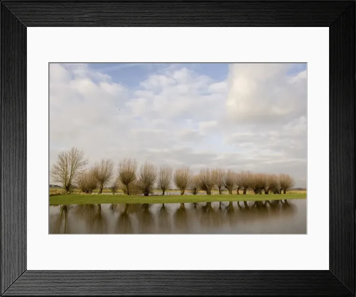 Framed Print : Pollard willow Reflections in the flooded forelands of the river IJssel, The Netherlands, in winter Framed Print : Pollard willow Reflections in the flooded forelands of the river IJssel, The Netherlands, in winter