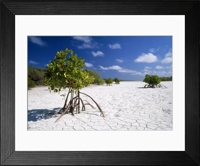 Framed Print : Seychelles - Mangrove Astove Island Framed Print : Seychelles - Mangrove Astove Island