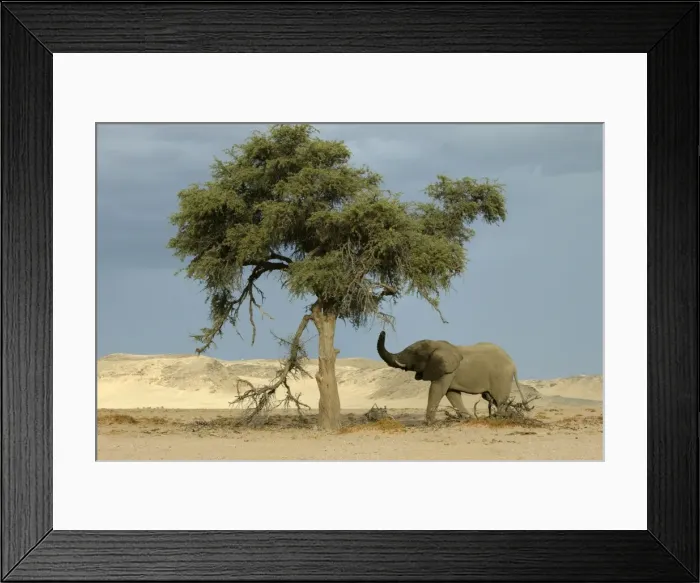 Framed Print : Desert Elephant Huab River. Namibia Framed Print : Desert Elephant Huab River. Namibia