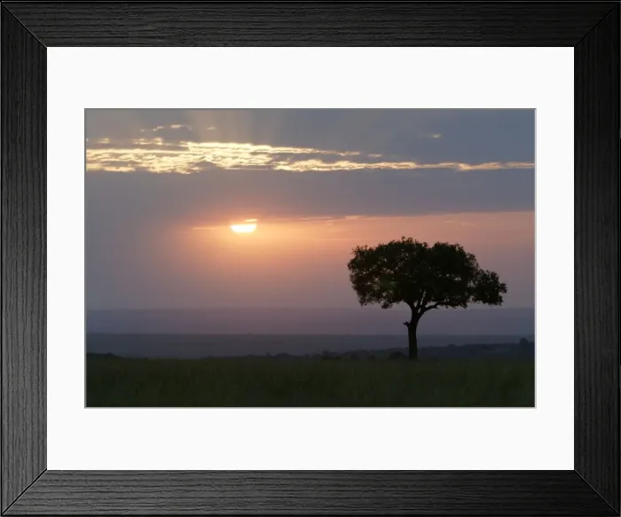 Framed Print : Savane masai mara Framed Print : Savane masai mara