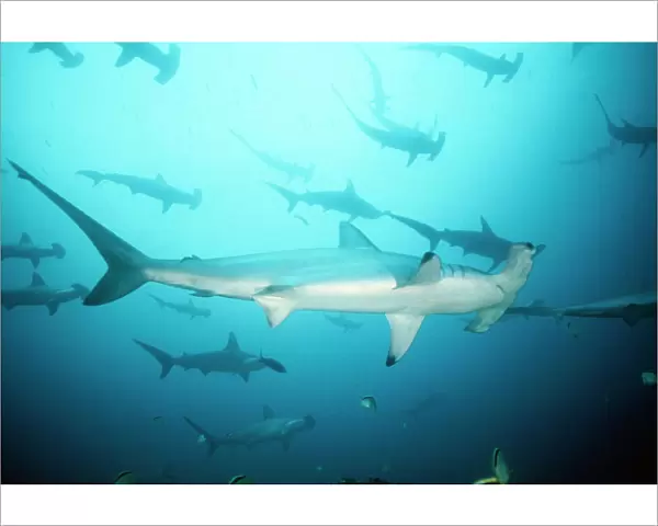 Scalloped Hammerhead Shark - group  /  school. Cocos Island, Costa Rica