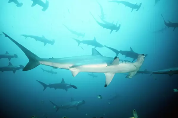 Scalloped Hammerhead Shark - group  /  school. Cocos Island, Costa Rica