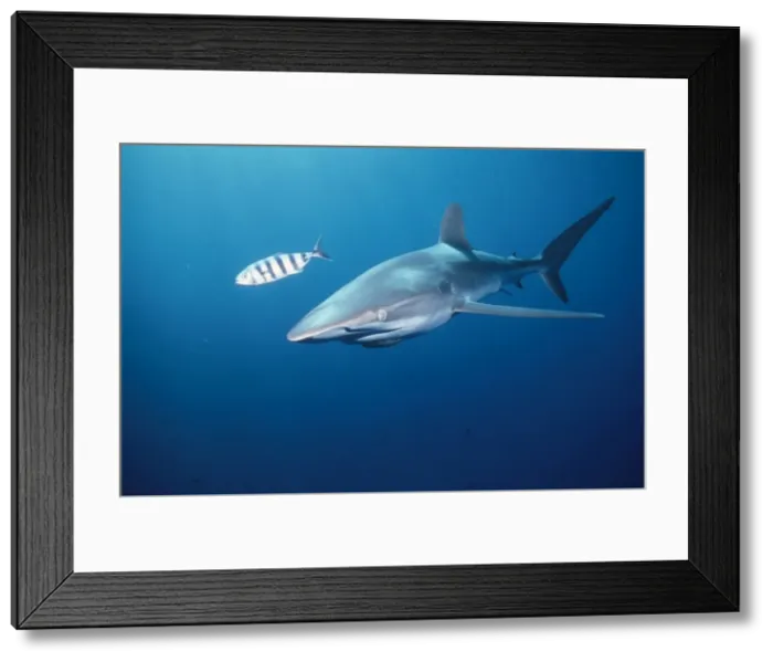 Framed Print : Silky Shark - striped fish Framed Print : Silky Shark - striped fish