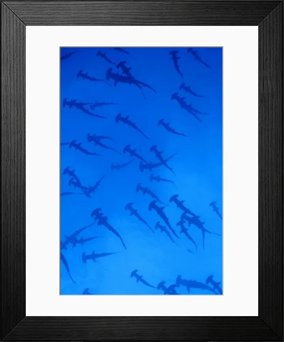Framed Print : Scalloped Hammerhead Shark - group / school. Cocos Island, Costa Rica Framed Print : Scalloped Hammerhead Shark - group / school. Cocos Island, Costa Rica