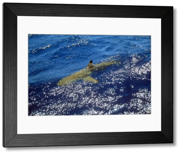 Framed Print : Blacktip Shark - at surface Polynesia Framed Print : Blacktip Shark - at surface Polynesia