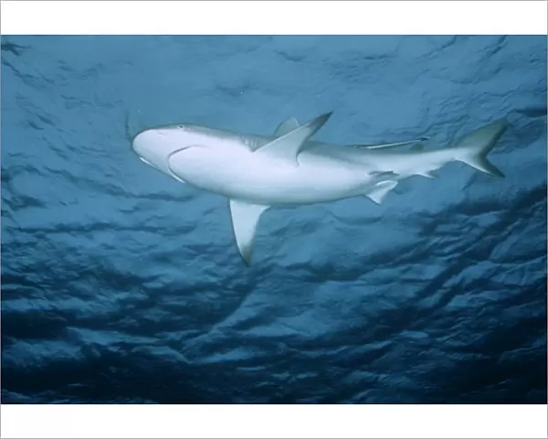 Blacktip Reef  /  Whaler Shark