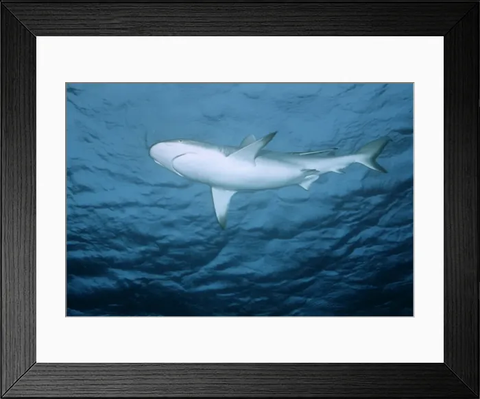 Framed Print : Blacktip Reef / Whaler Shark Framed Print : Blacktip Reef / Whaler Shark