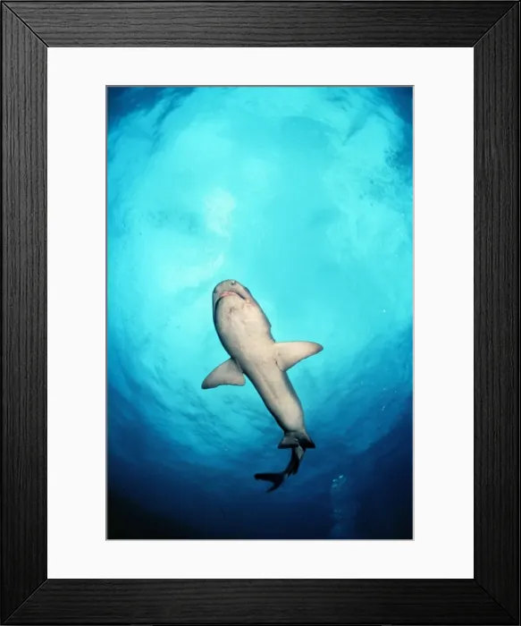 Framed Print : White Tip Reef Shark