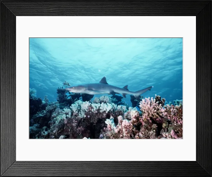 Framed Print : White Tip Reef Shark Framed Print : White Tip Reef Shark