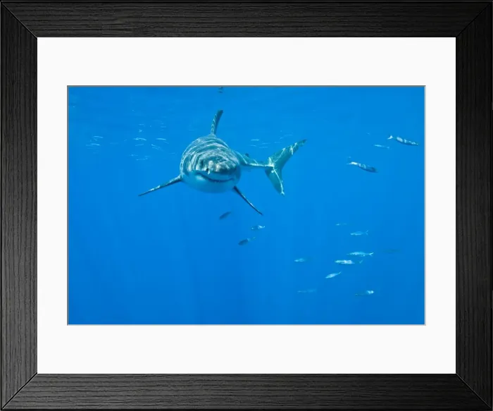 Framed Print : Great White Shark - male - Guadalupe island - Mexico Framed Print : Great White Shark - male - Guadalupe island - Mexico