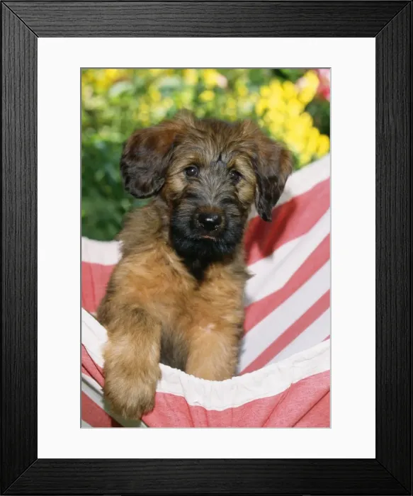 Framed Print : Briard Dog - puppy in hammock Framed Print : Briard Dog - puppy in hammock