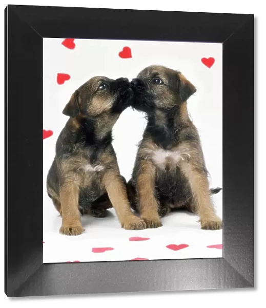 Border Terrier Dog - x2 puppies & red hearts