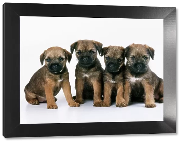 Border Terrier Dog - puppies