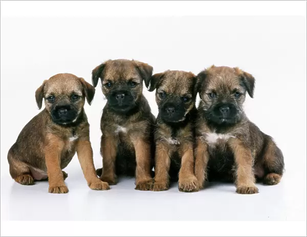 Border Terrier Dog - puppies