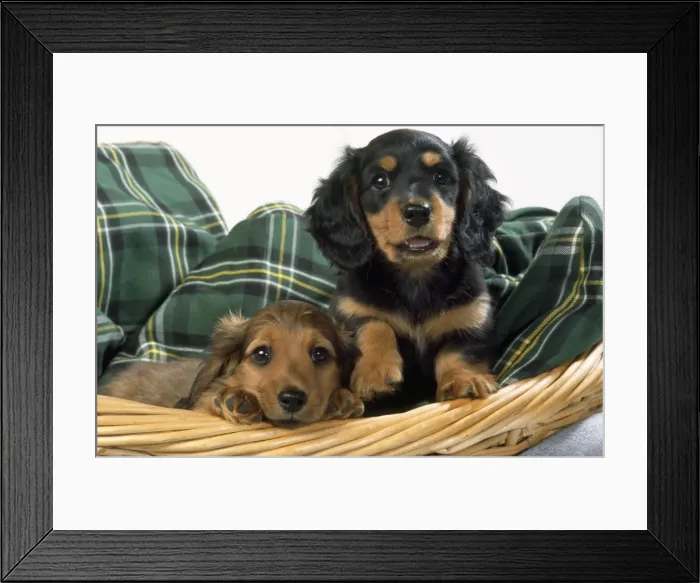 Framed Print : Miniature Long-haired Dachshund Dog - puppies in basket Framed Print : Miniature Long-haired Dachshund Dog - puppies in basket