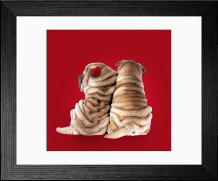 Framed Print : Shar Pei Dogs - Rear view of puppies sitting down. Background colour changed, added rose