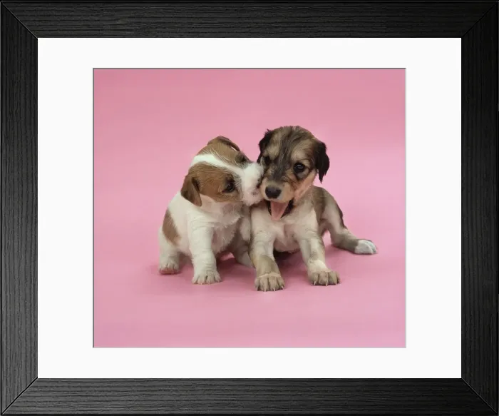 Framed Print : Jack Russell Terrier & Saluki Dog - 4 week old puppys Framed Print : Jack Russell Terrier & Saluki Dog - 4 week old puppys