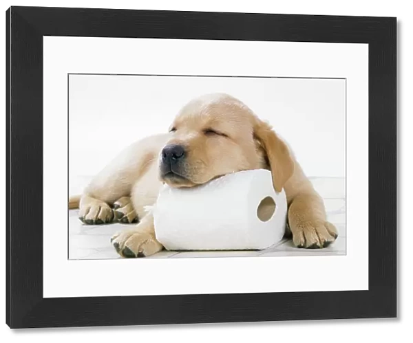 Yellow Labrador - puppy asleep on toilet roll, 9 weeks old