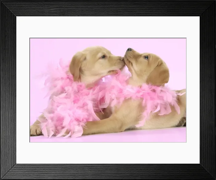 Framed Print : DOG. Labrador Retriever puppies (9 wks old) kissing with pink feather boa