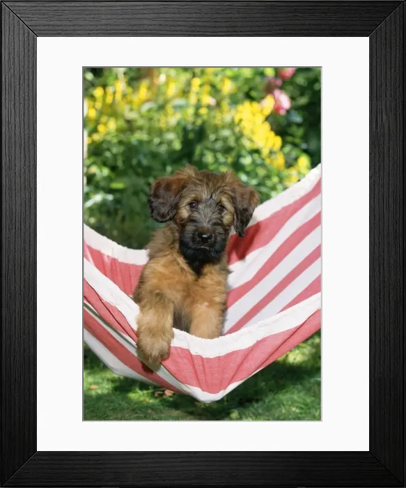 Framed Print : Briard Dog - puppy in hammock Framed Print : Briard Dog - puppy in hammock
