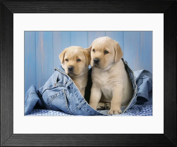 Framed Print : Yellow Labrador Dog - two puppies in jeans Framed Print : Yellow Labrador Dog - two puppies in jeans